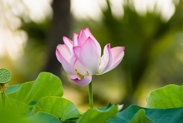 Kvetoucí růžové Lotosový květ — Stock fotografie