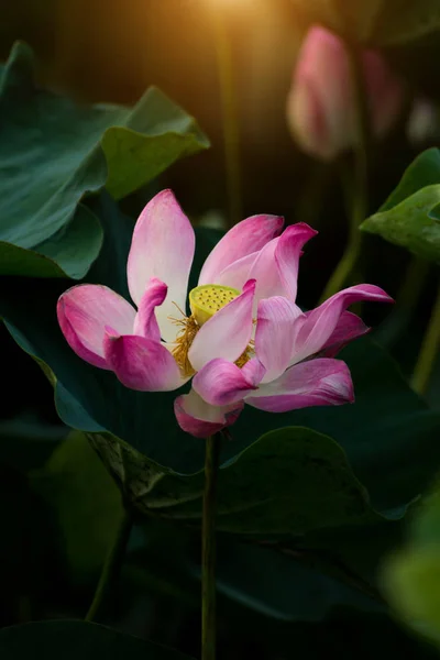 ピンクの蓮の花が咲いています — ストック写真