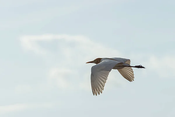 White Heron fåglar flyger. — Stockfoto