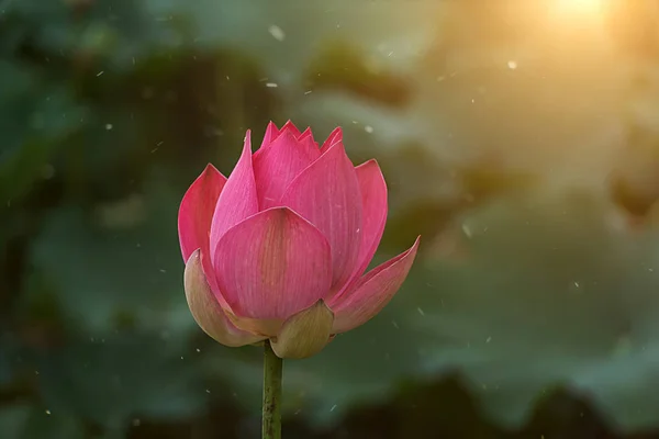 Pembe lotus çiçek çiçeklenme — Stok fotoğraf