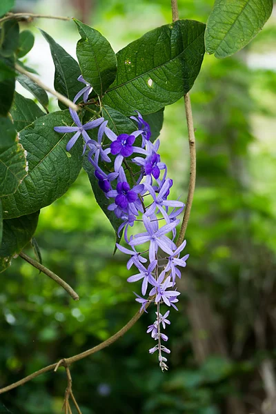Violet Petrea bloemen op boom. — Stockfoto