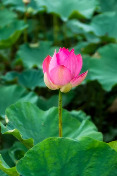 Fiore di loto rosa stanno fiorendo — Foto Stock