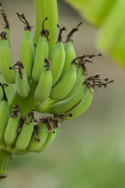 Rauwe groene bananen. — Stockfoto