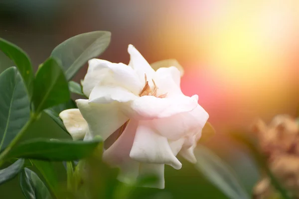 White Cape Jasmine flower. — Stock Photo, Image