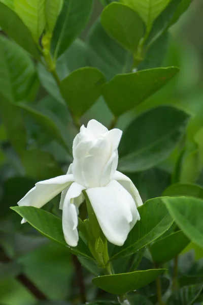 Witte Cape Jasmine flower. — Stockfoto