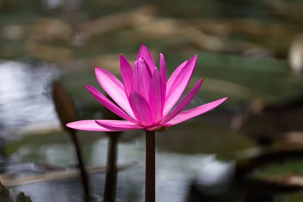 Water lily flower. — Stockfoto