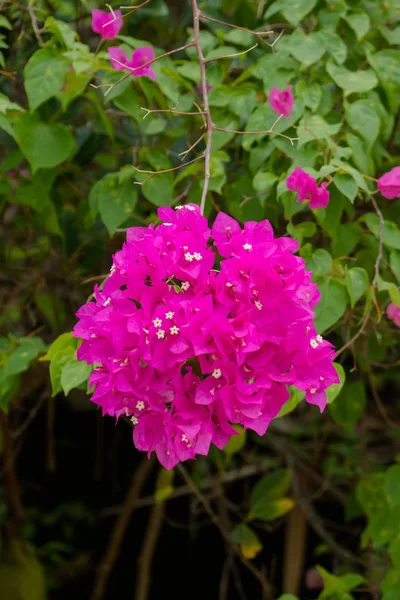 ブーゲンビリアの花の濃いピンク. — ストック写真