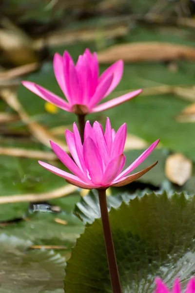 Water lily flower. — Stockfoto