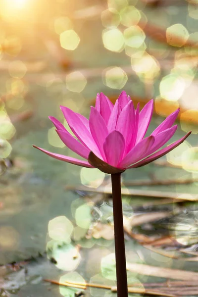 Water lily flower. — Stok fotoğraf