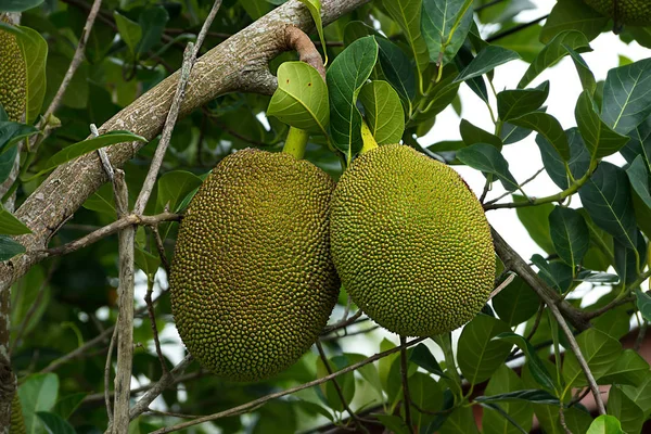 Ruwe nangka op boom. — Stockfoto