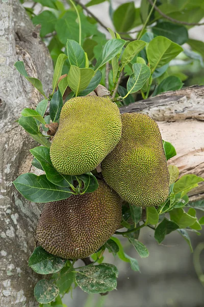 Frutti di jack crudi sugli alberi . — Foto Stock