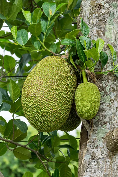 Ruwe nangka op boom. — Stockfoto