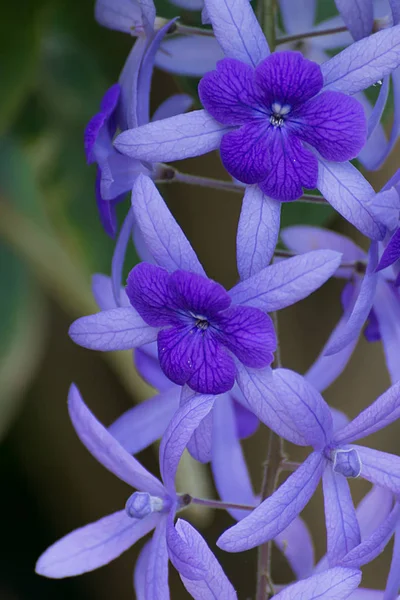 Fialové květy Petrea na stromě. — Stock fotografie