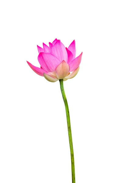 Цветут розовые цветы лотоса — стоковое фото