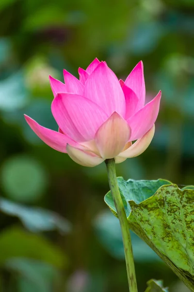 Rosa lotusblomma blommar — Stockfoto
