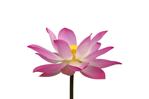 Fiore di loto rosa stanno fiorendo — Foto Stock