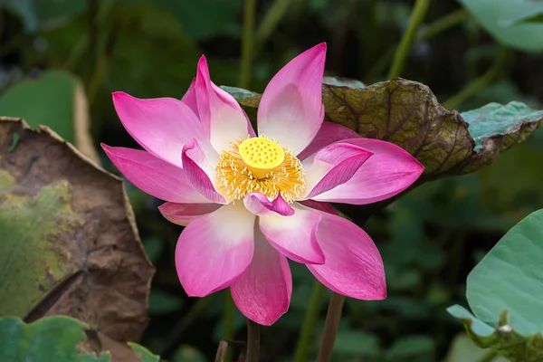 Flor de loto rosa están floreciendo — Foto de Stock