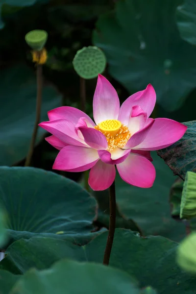 Pembe lotus çiçek çiçeklenme — Stok fotoğraf