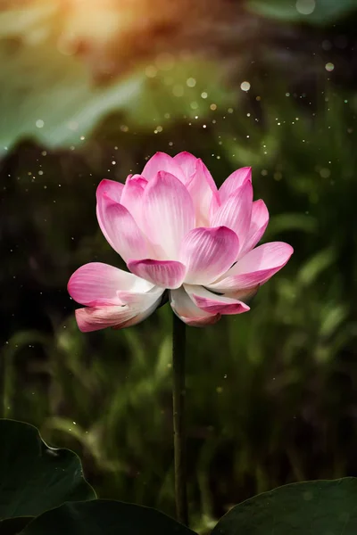 Pink lotus flower are blooming — Stock Photo, Image