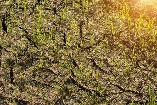 Рисовое растение на рисовом поле с солнечным светом . — стоковое фото