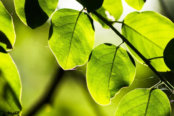 Leaf is growing with sunlight. — Stock Photo, Image