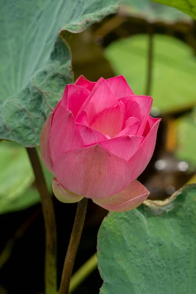 Pink lotus flower are blooming — Stock Photo, Image