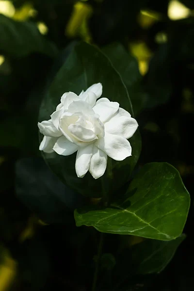 Bianco di fiore di gelsomino . — Foto Stock