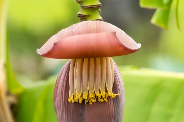 白地にバナナの花. — ストック写真