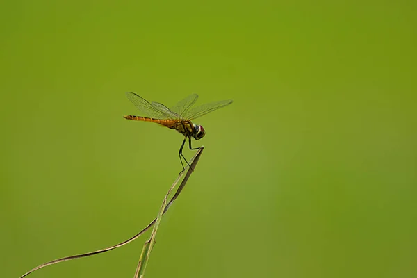 Eenzame dragonfly op een blad — Stockfoto