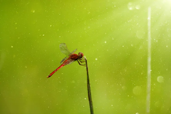 Ensam dragonfly på ett blad — Stockfoto