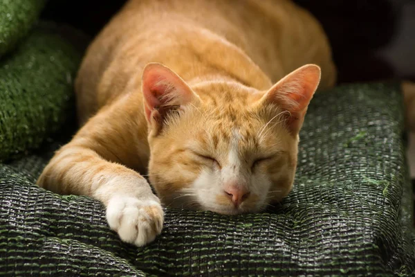 Gato amarelo está dormindo — Fotografia de Stock