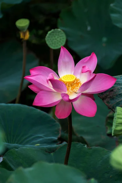 Pink lotus flower are blooming Stock Picture