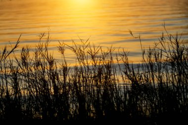 Bir ot gölde bir silüeti.