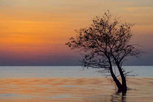 Silhuetten av ett träd i en sjö — Stockfoto