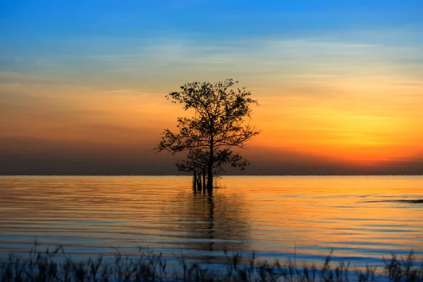 Силуэт дерева в озере — стоковое фото