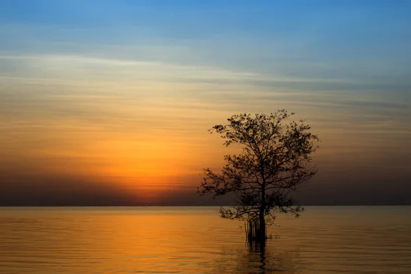 Die Silhouette eines Baumes in einem See — Stockfoto