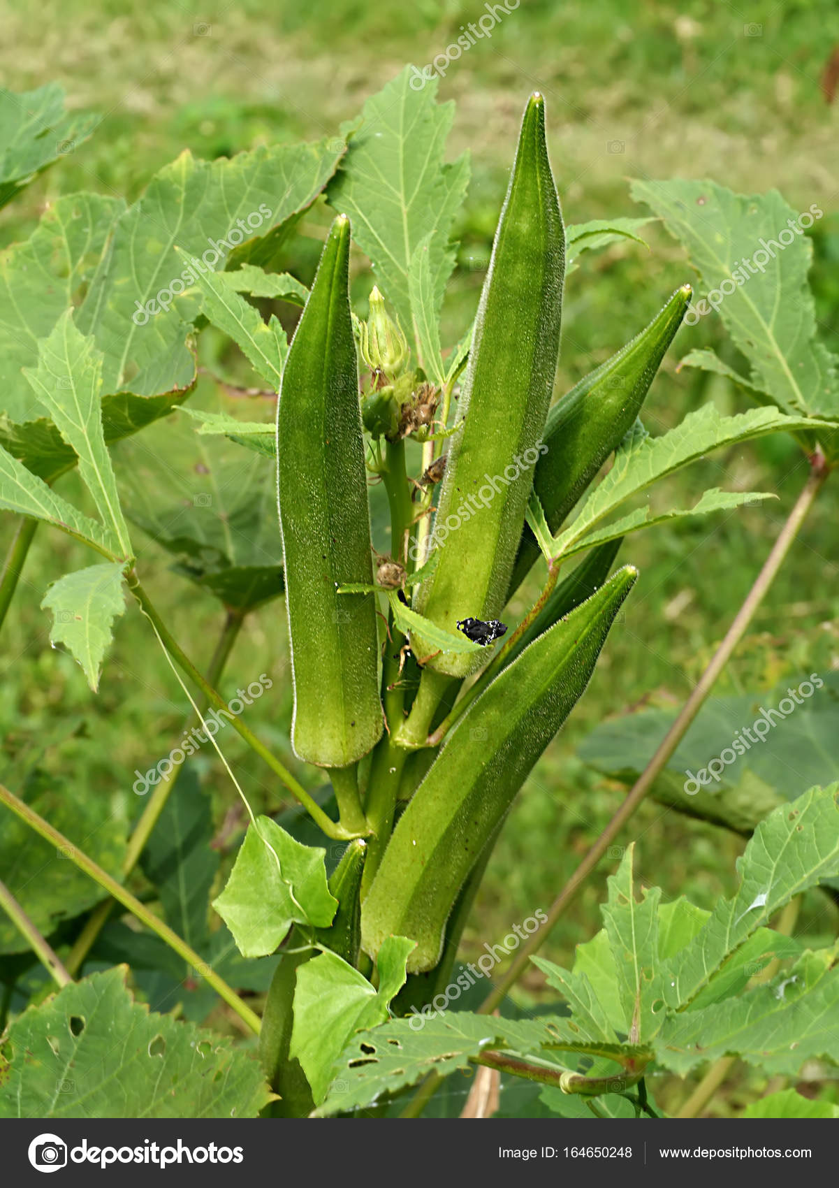 pictures of okra pictures of okra