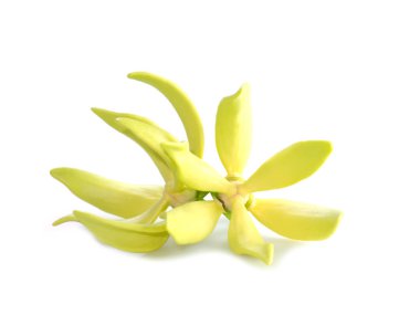 Artabotrys siamensis çiçek.