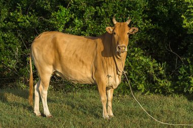 Bir hayvan çiftliği çim üzerinde büyük bir inek duran.