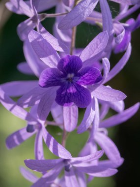 Menekşe Petrea çiçek ağaç üzerinde.