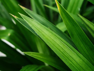 Pandanus Palm bitki.