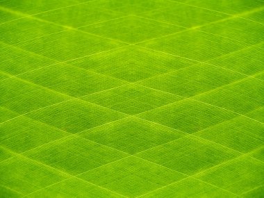 Muz yaprağı yeşil hat arka plan.