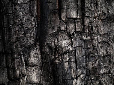 Kömürün yüzeyindeki detaylar.