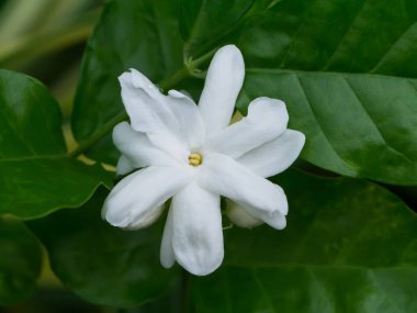 Yasemin çiçeği beyaz.