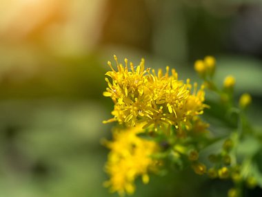 Solidago canadensis çiçek yakın çekim.