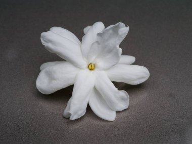 Yasemin çiçeği beyaz.