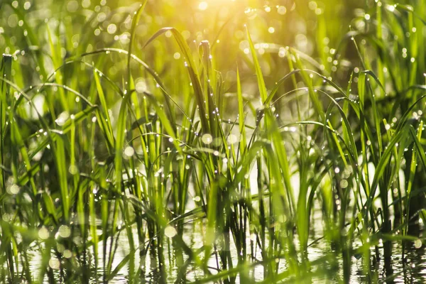 Reispflanze und Wassertropfen mit leichtem Bokeh — Stockfoto