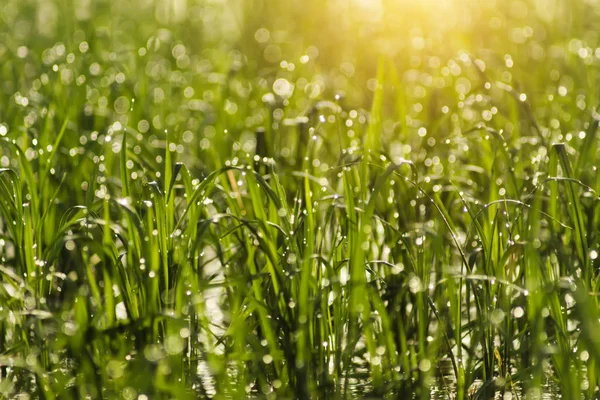 Rice plant and water droplet with light bokeh — Stock Photo, Image