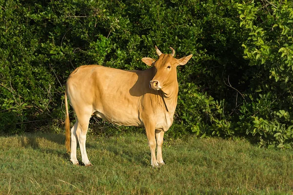 Grote koe staand op gras in een dierlijk landbouwbedrijf. — Stockfoto