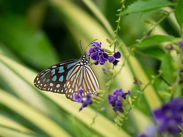 Blå fjäril är på Lila blomma. — Stockfoto